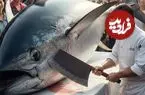 ببینید| برش ماهرانه ماهی تن بلوفین غول پیکر 479 کیلوگرمی در تایوان