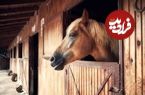 (ویدئو) نگاه پیروزمندانه اسب به دوربین پس از فرار باورنکردنی از اصطبل