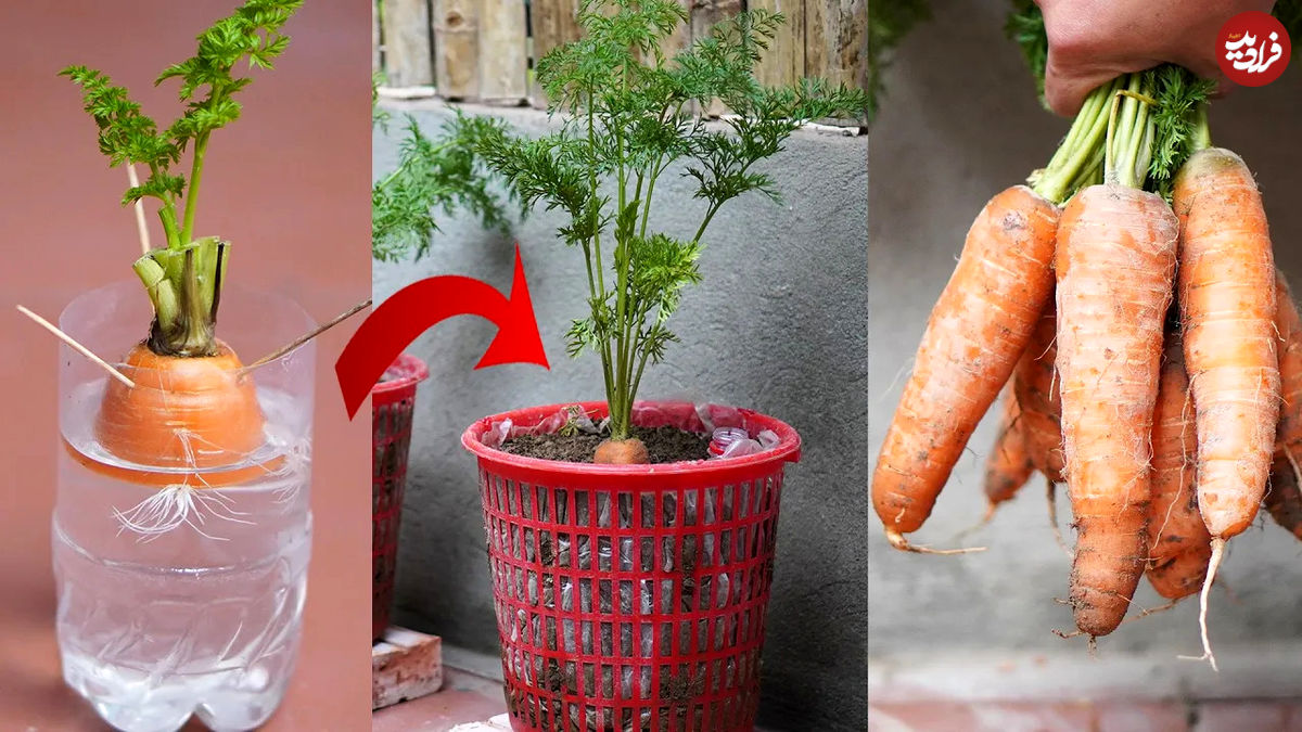 (ویدئو) نحوه کاشت و برداشت هویج با استفاده از ساقه های دور ریخته شده