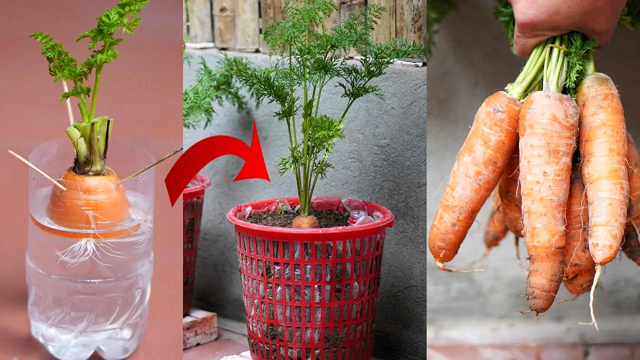 (ویدئو) نحوه کاشت و برداشت هویج با استفاده از ساقه های دور ریخته شده