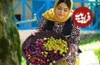 ببینید| غذای روستایی در ایران؛ تهیه بستنی یخی با آلبالو و آلوچه جنگلی