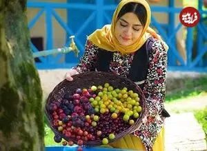 ببینید| غذای روستایی در ایران؛ تهیه بستنی یخی با آلبالو و آلوچه جنگلی