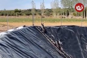 ببینید؛ نجات خرس‌ مادر و توله‌هایش از استخر کشاورزی در شهر سراب؛ همه با هم کمک کردند 