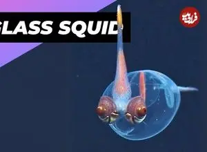 ببینید| ماهی مرکب شیشه ای؛ جانواری شگفت انگیزی که شفاف است!