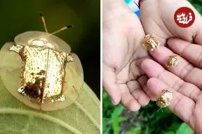 ببینید| سوسک لاک پشتی طلایی؛ سوسکی زیبا که شبیه جواهرات درخشان است