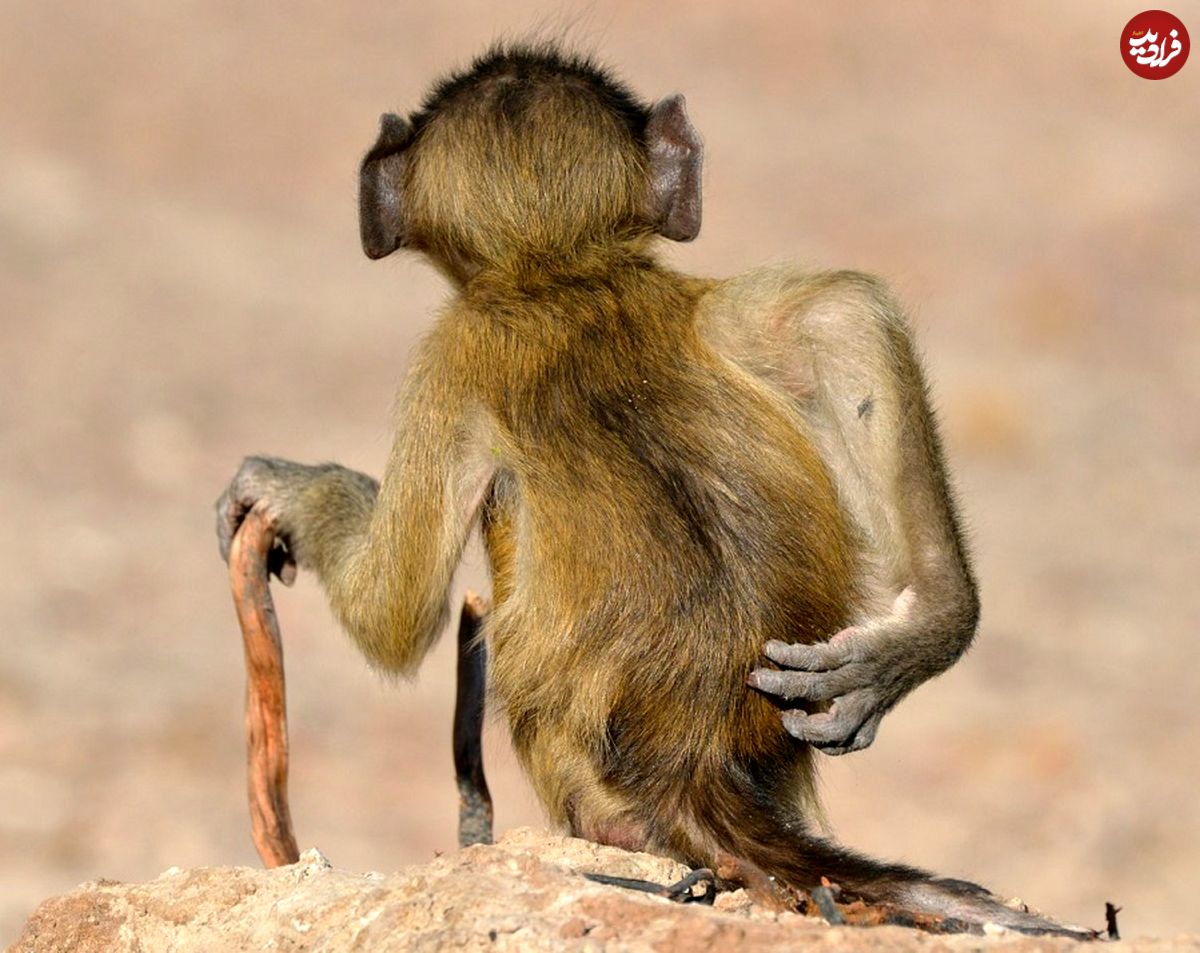 (تصاویر) درخشش فوق‌العادۀ «میمون‌ها» در مسابقۀ خنده‌دارترین عکس‌های حیات وحش!