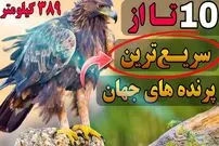 (ویدئو) سریع‌ترین پرنده‌های جهان؛ سرعت این پرنده 389 کیلومتر بر ساعت است