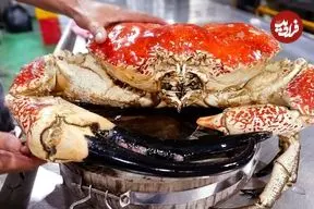 ببینید| غذای خیابانی در ویتنام؛ پخت غذاهای لوکس با شاه خرچنگ تاسمانی در هانوی