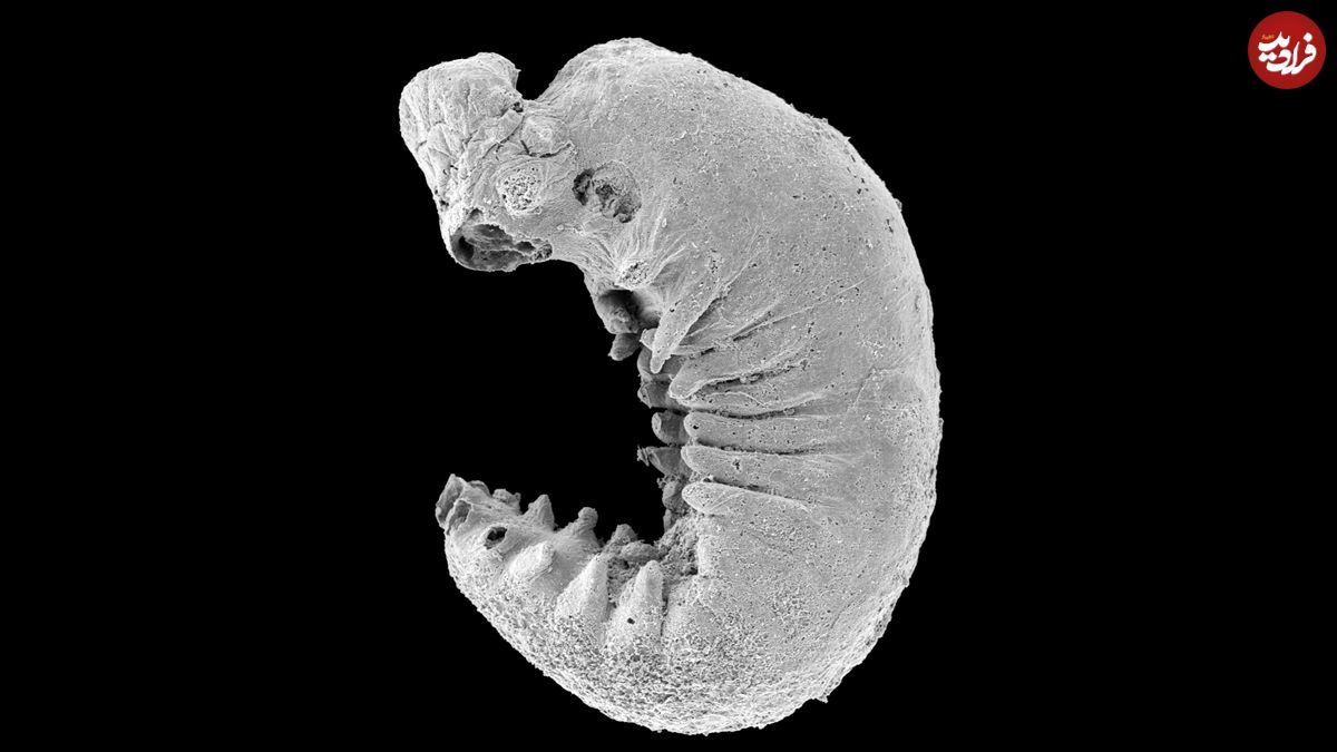 کشف فسیل یک موجود 500 میلیون سالۀ میکروسکوپی که «مغز» دارد