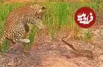ببینید| بزمجه جسور به توله‌پلنگ نشان داد رئیس کیست!