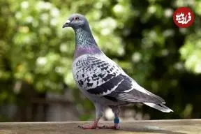 سفر در زمان؛ پیام گمشده در تاریخ؛ داستان کبوتر نامه‌بر جنگ جهانی دوم که از دودکش یک خانه سردرآورد