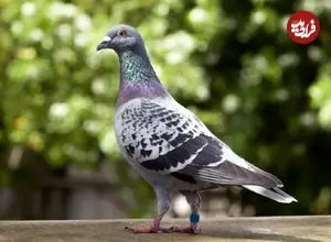 سفر در زمان؛ پیام گمشده در تاریخ؛ داستان کبوتر نامه‌بر جنگ جهانی دوم که از دودکش یک خانه سردرآورد