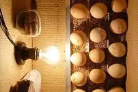 (ویدئو) یک تکنیک عالی برای ساخت یک دستگاه جوجه کشی ارزان 15 عددی در خانه