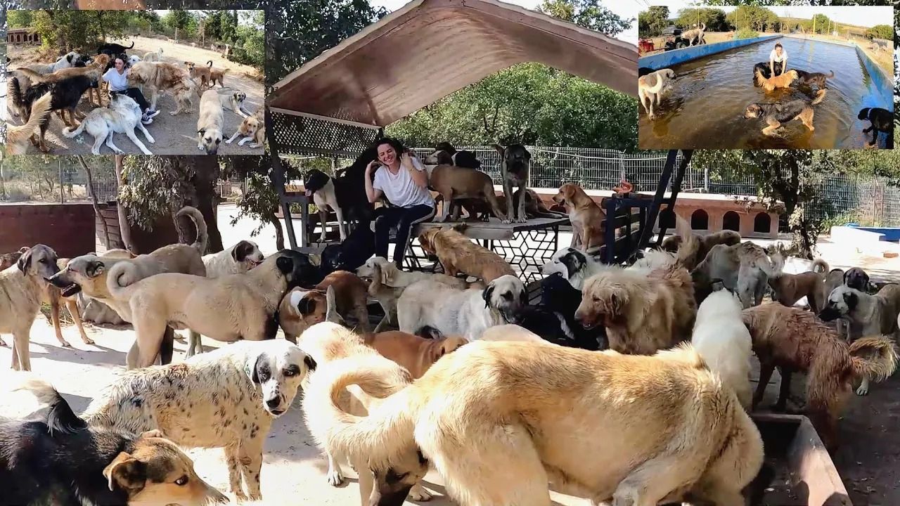 (ویدئو) این خانواده خوش‌قلب هر روز در پناهگاه شان به 400 سگ بی خانمان غذا می دهند