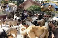 (ویدئو) این خانواده خوش‌قلب هر روز در پناهگاه شان به 400 سگ بی خانمان غذا می دهند