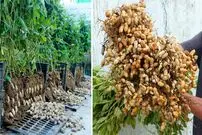 (ویدئو) چگونه در تراس خانه بادام زمینی را در سبد پلاستیکی کشت و برداشت کنیم؟