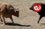 ببینید| فرار گاو صلح‌طلب از میدان گاوبازی