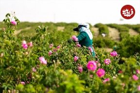 ببینید؛ کاشان؛ غرق در عطر گل و گلاب