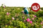 ببینید؛ کاشان؛ غرق در عطر گل و گلاب