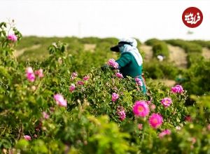 ببینید؛ کاشان؛ غرق در عطر گل و گلاب