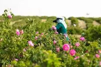 ببینید؛ کاشان؛ غرق در عطر گل و گلاب