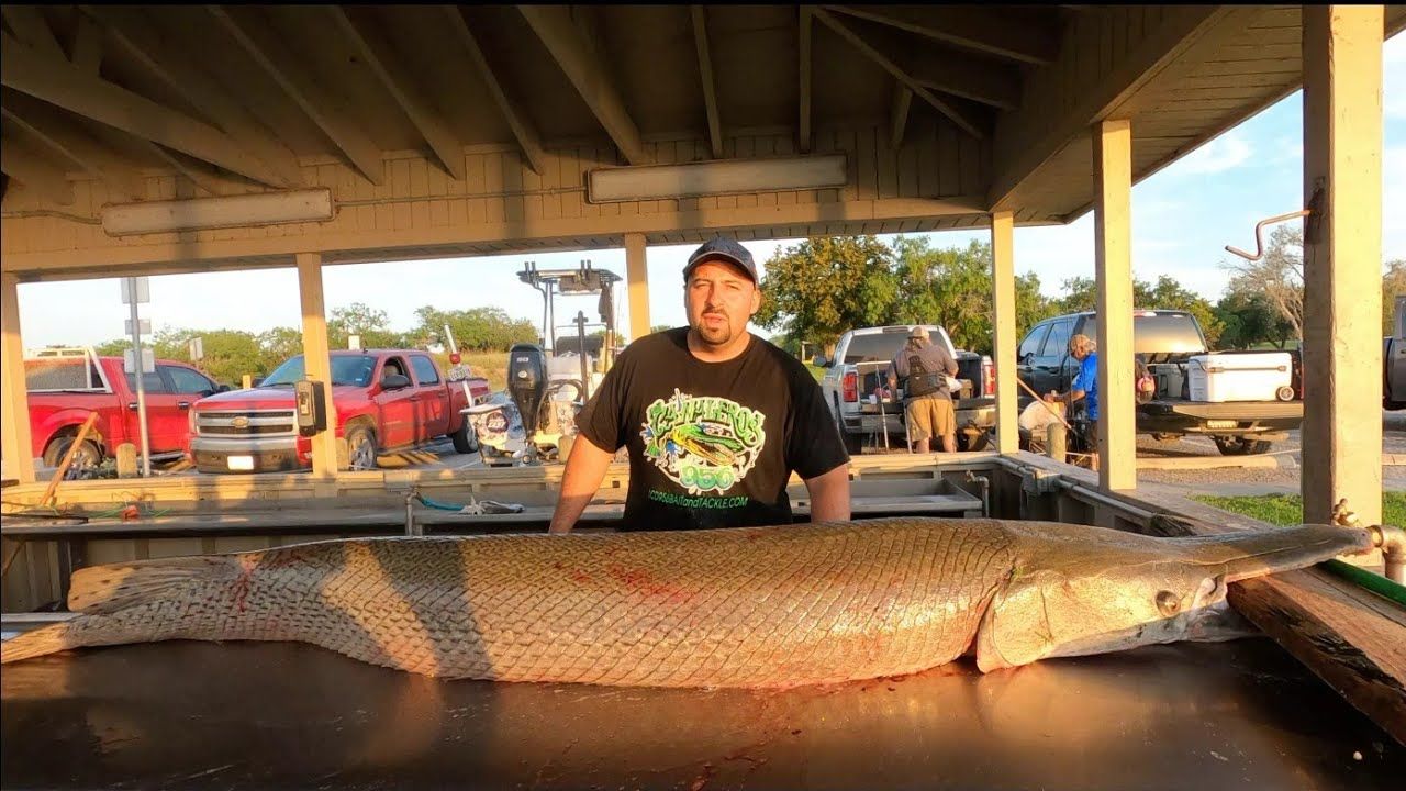 (ویدئو) برش زدن بزرگترین تمساح ماهی جهان؛ هیولای 182 سانتی به وزن 115 کیلوگرم!