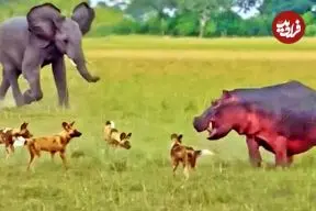 ببینید| نجات جان «اسب آبی» از دست سگ های وحشی توسط فیل ها!