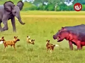 ببینید| نجات جان «اسب آبی» از دست سگ های وحشی توسط فیل ها!