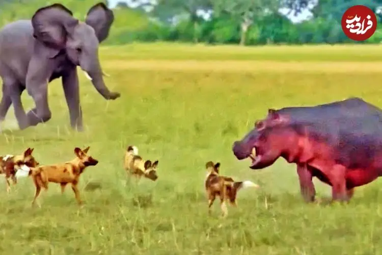 ببینید| نجات جان «اسب آبی» از دست سگ های وحشی توسط فیل ها!
