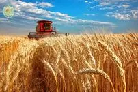 ببینید| چگونه آمریکایی ها هزاران تن گندم را برداشت و فرآوری می کنند؟