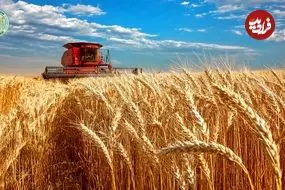 ببینید| چگونه آمریکایی ها هزاران تن گندم را برداشت و فرآوری می کنند؟