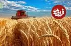 ببینید| چگونه آمریکایی ها هزاران تن گندم را برداشت و فرآوری می کنند؟