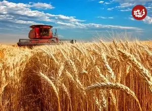 ببینید| چگونه آمریکایی ها هزاران تن گندم را برداشت و فرآوری می کنند؟