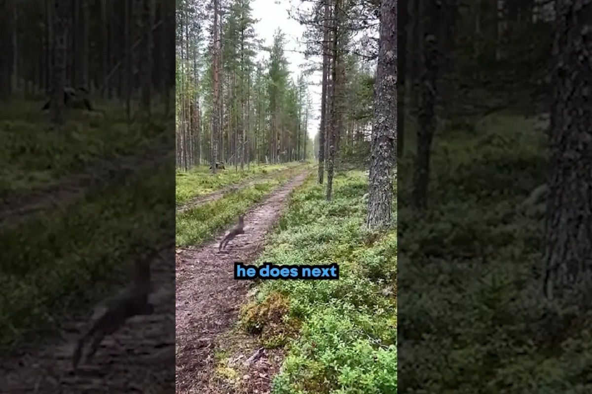 (ویدئو) روش باورنکردنی خرگوش وحشی برای فرار از دست یک سگ
