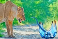 ببینید| نبرد حیرت انگیز «شیرهای ماده»، «مار مامبای سیاه» و «عقاب»!