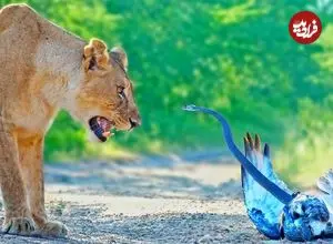 ببینید| نبرد حیرت انگیز «شیرهای ماده»، «مار مامبای سیاه» و «عقاب»!