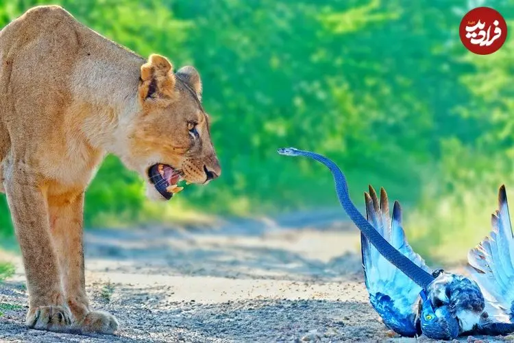 ببینید| نبرد حیرت انگیز «شیرهای ماده»، «مار مامبای سیاه» و «عقاب»!