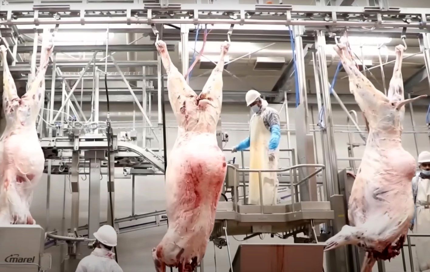 (ویدئو) مراحل پرورش شتر در عربستان و امارات؛ برش و بسته بندی گوشت در کارخانه
