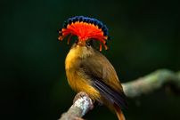 تصاویر؛ زیباترین پرندگان «تاجدار» جهان؛ از «کبوتر تاجدار» تا «مگس‌گیر سلطنتی»