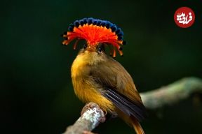 تصاویر؛ زیباترین پرندگان «تاجدار» جهان؛ از «کبوتر تاجدار» تا «مگس‌گیر سلطنتی»