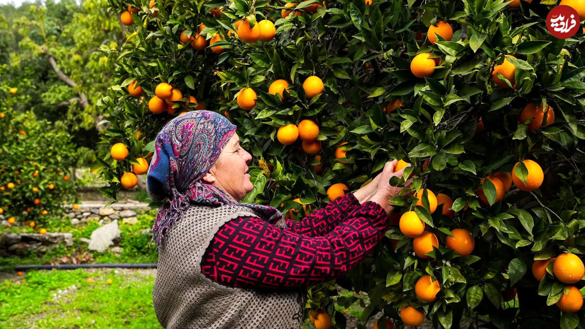 (ویدئو) نحوه پخت یک غذا با ماهی به روش یک بانوی روستایی ترکیه ای