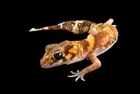 مارمولکی که در بیابان فریاد می‌زند