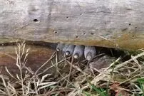 عکس| انگشتان مرده از تنه درخت بیرون زده‌اند!؛ وحشت در دل جنگل