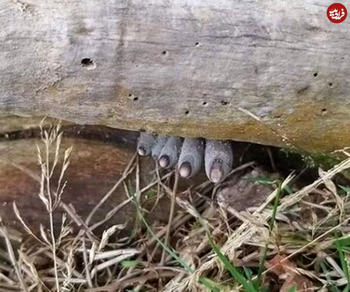 عکس| انگشتان مرده از تنه درخت بیرون زده‌اند!؛ وحشت در دل جنگل