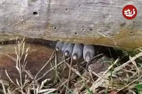 عکس| انگشتان مرده از تنه درخت بیرون زده‌اند!؛ وحشت در دل جنگل