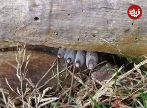 عکس| انگشتان مرده از تنه درخت بیرون زده‌اند!؛ وحشت در دل جنگل