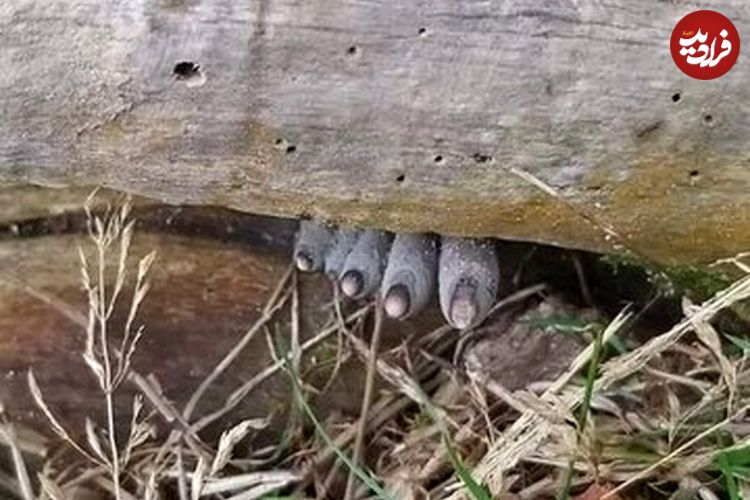 عکس| انگشتان مرده از تنه درخت بیرون زده‌اند!؛ وحشت در دل جنگل