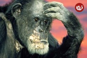 شامپانزه‌ها دروغ را تشخیص می‌دهند و عقیده‌شان را عوض می‌کنند!