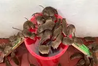 (ویدئو) ساخت یک تله ساده و جالب با سطل پلاستیکی برای به دام انداختن موش ها