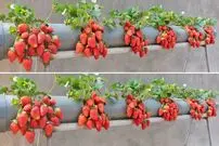 (ویدئو) روشی جالب و ساده برای پرورش توت فرنگی در لوله پلاستیکی در پشت بام